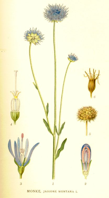 Jasione montana