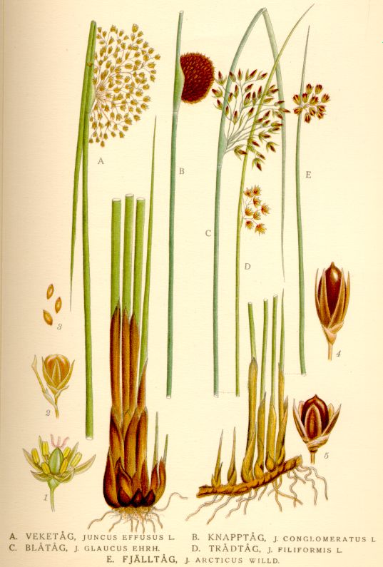 Juncus effusus