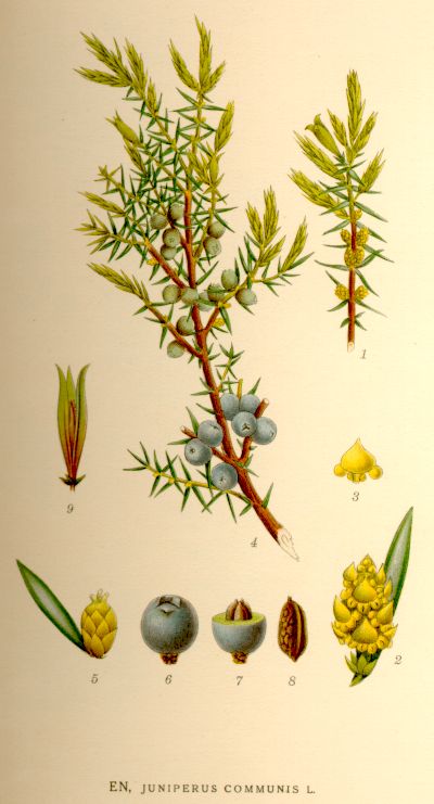 Juniperus communis