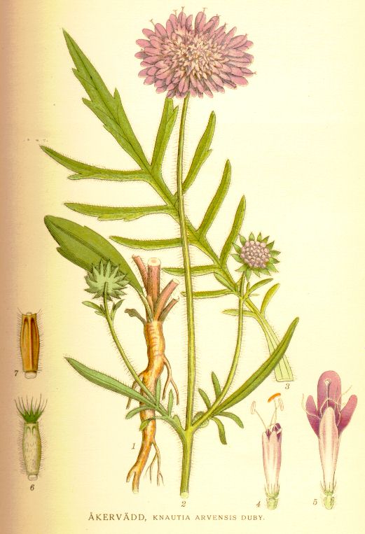 Knautia arvensis
