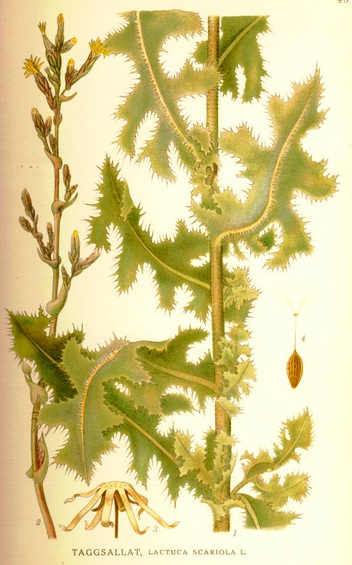 Lactuca scariola