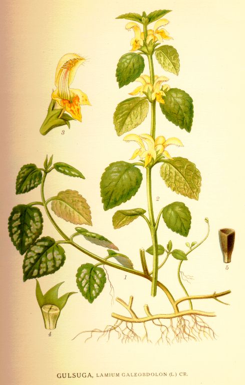 Lamium galeobdolon