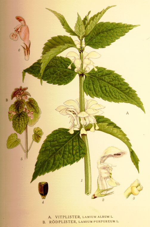 Lamium_purpureum