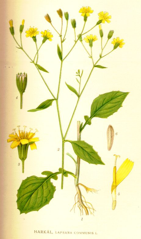 Lapsana_communis