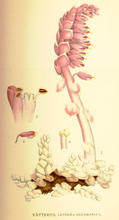 Lathraea squamaria