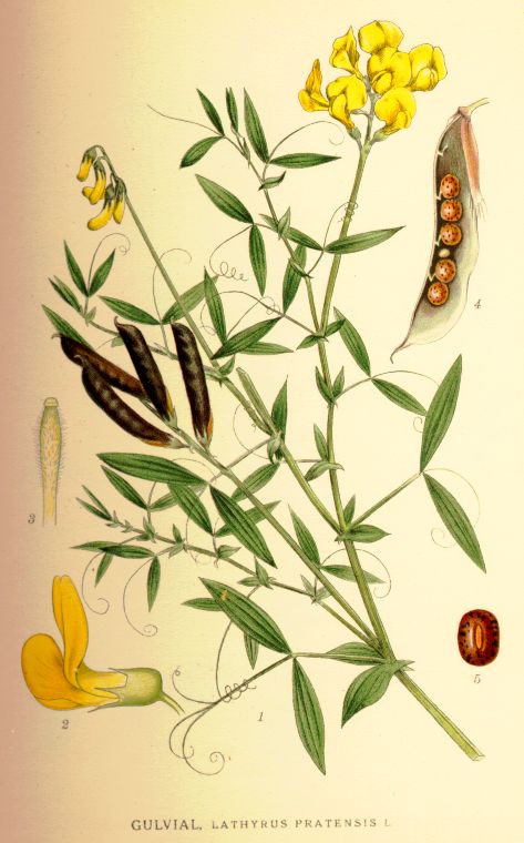 Lathyrus pratensis