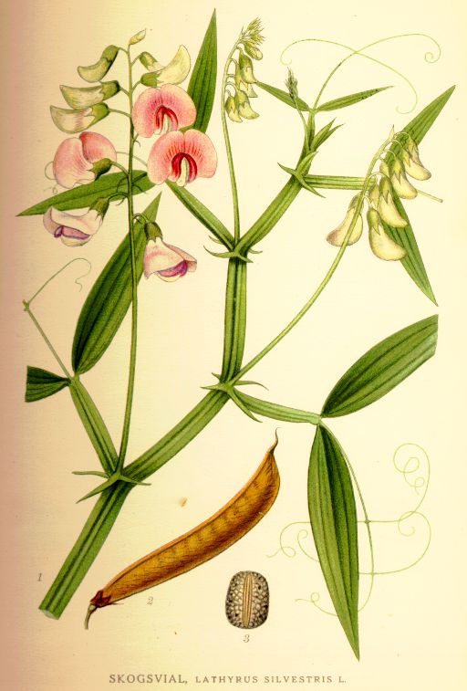 Lathyrus silvestris