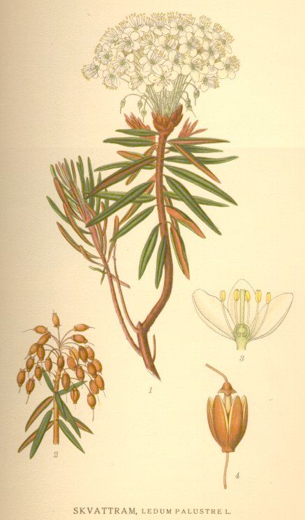 Ledum palustre