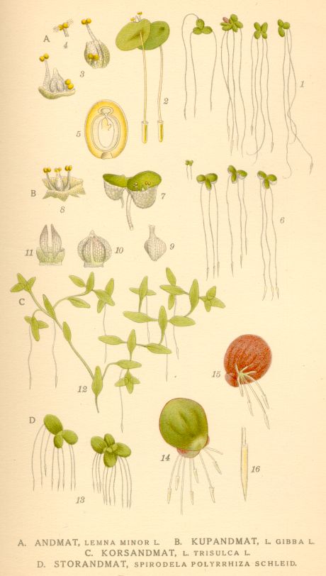 Lemna_trisulca