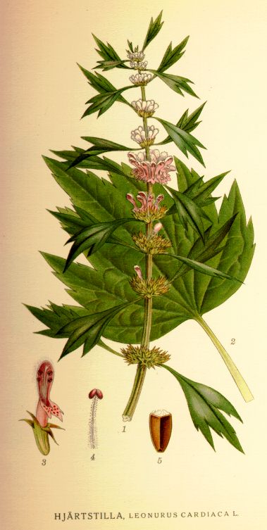 Leonurus_cardiaca