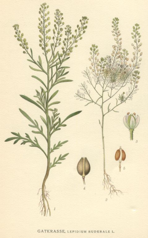 Lepidium ruderale
