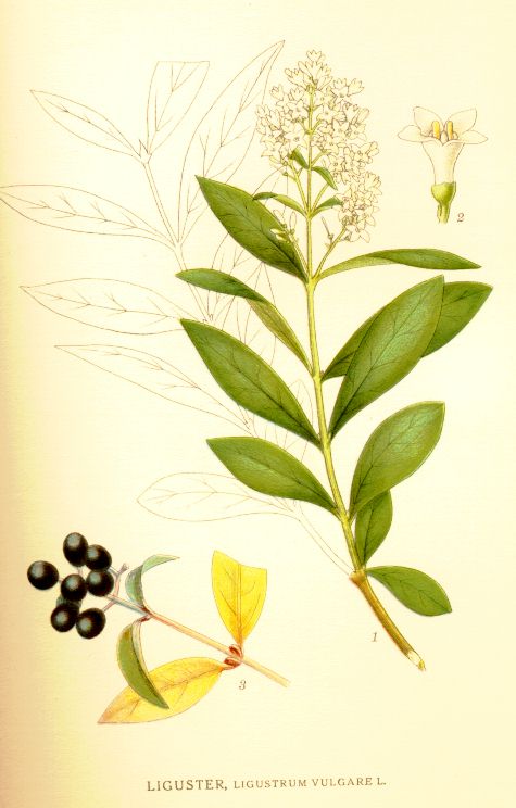 Ligustrum vulgare