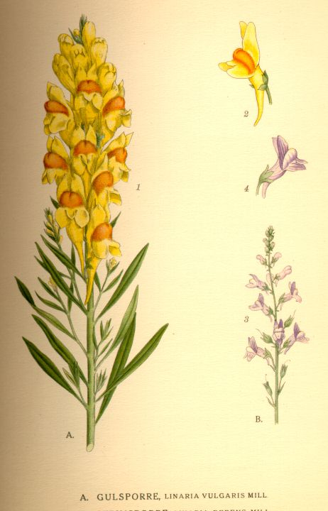 Linaria_repens