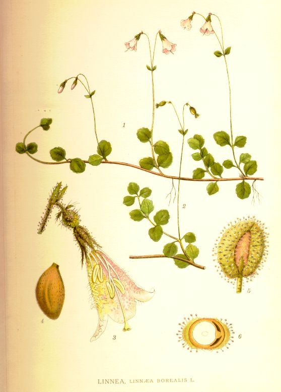 Linnaea borealis