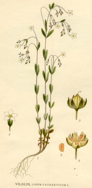 Linum catharticum