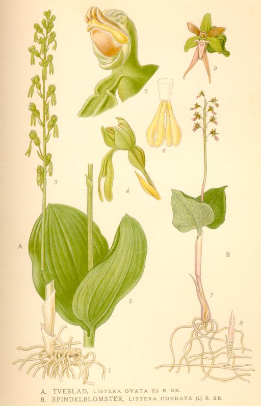 Listera ovata