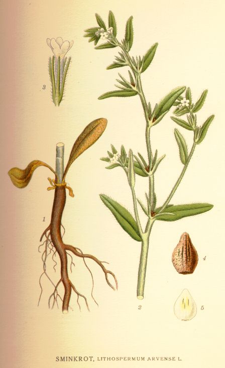 Lithospermum arvense