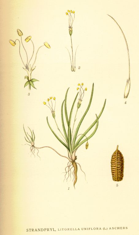 Litorella uniflora