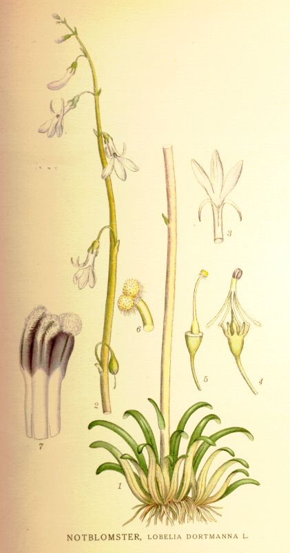 Lobelia dortmanna
