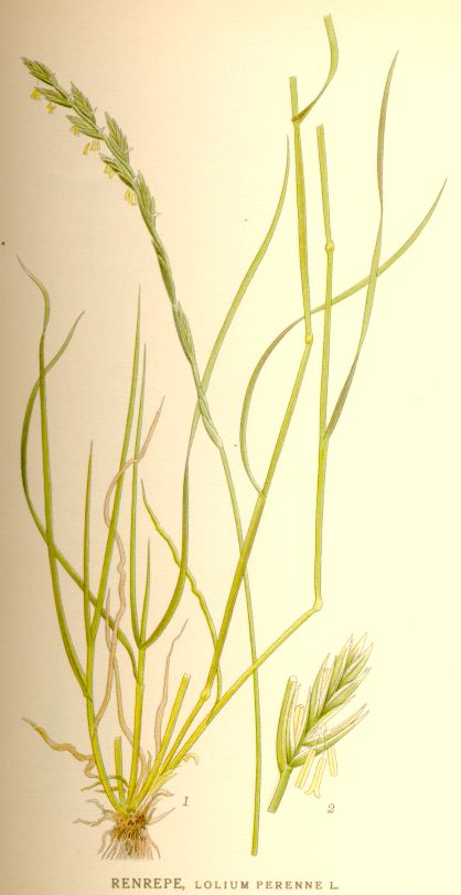 Lolium perenne