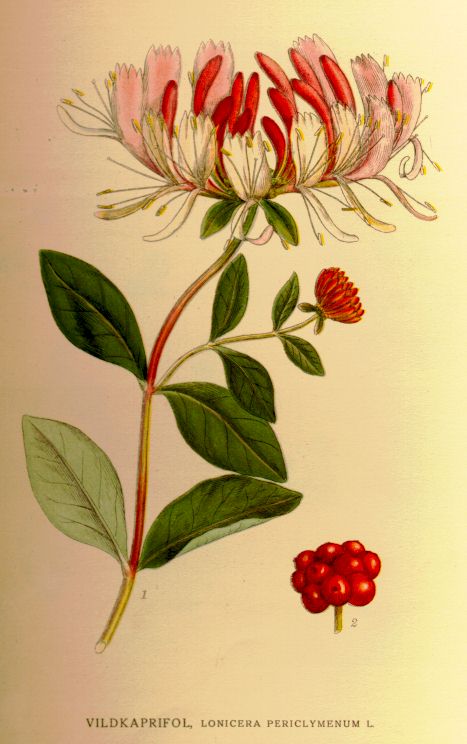 Lonicera periclymenum