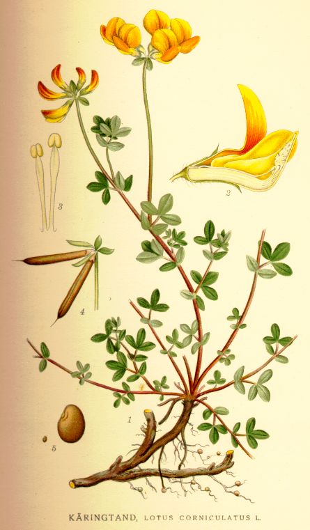 Lotus corniculatus