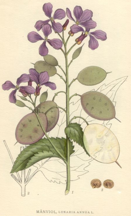 Lunaria annua