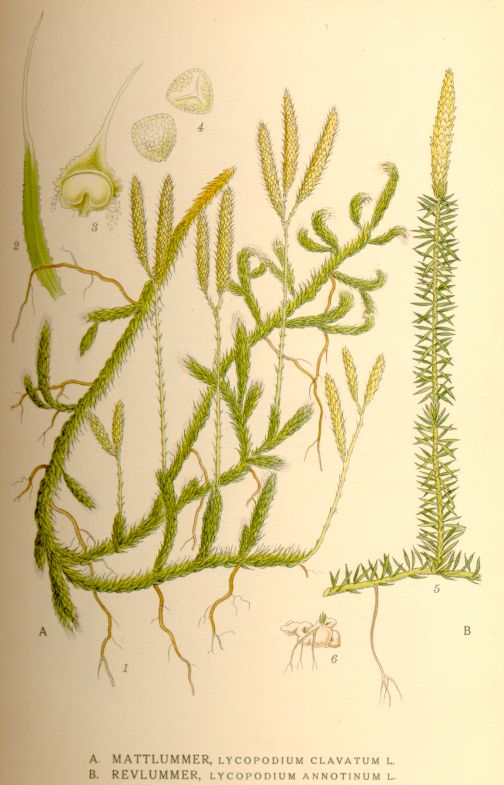 Lycopodium annotinum