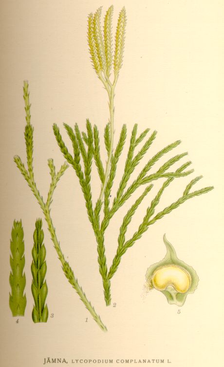 Lycopodium complanatum