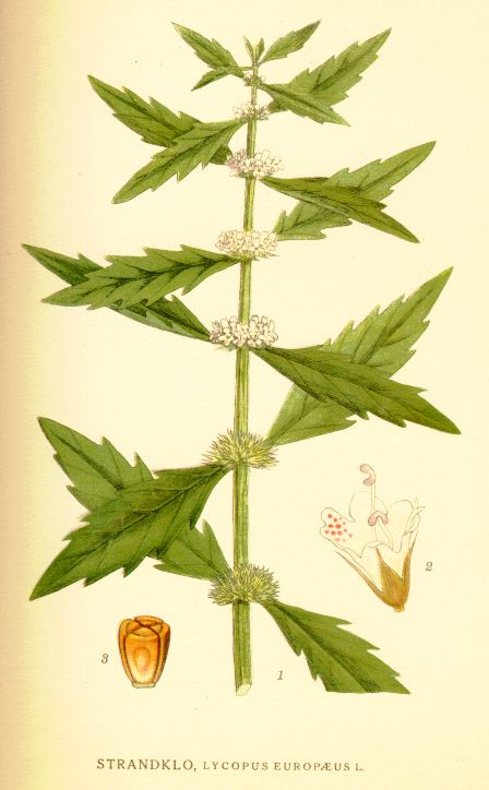 Lycopus europaeus