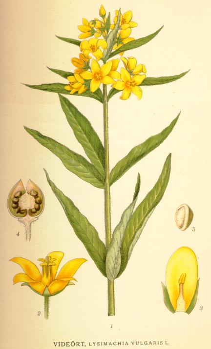 Lysimachia vulgaris