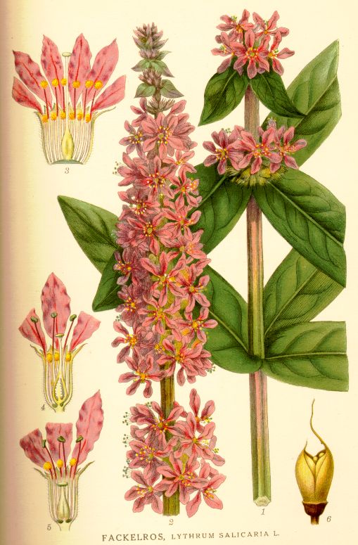 Lythrum salicaria