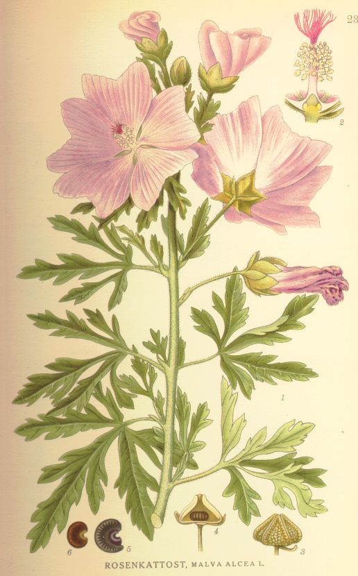 Malva alcea