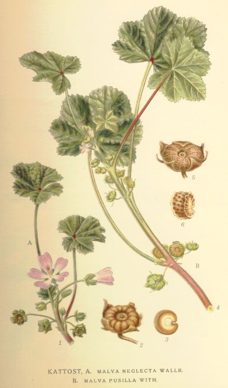 Malva_pusilla