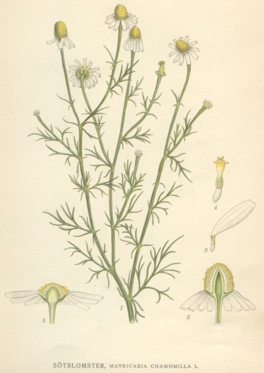 Matricaria chamomilla
