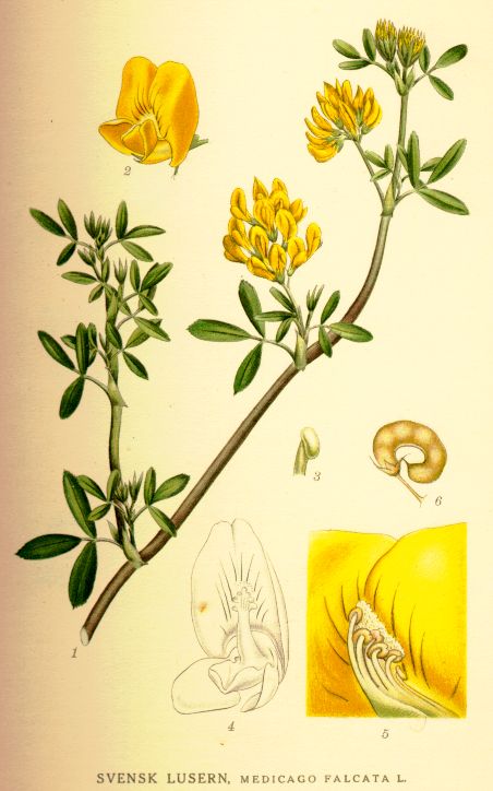 Medicago falcata