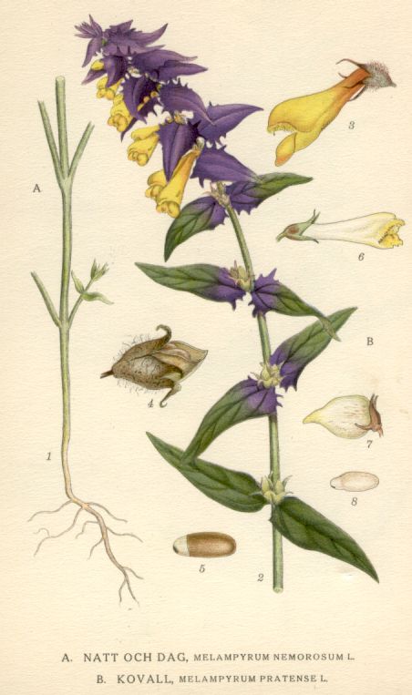 Melampyrum pratense