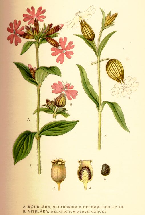 Melandrium_dioecum