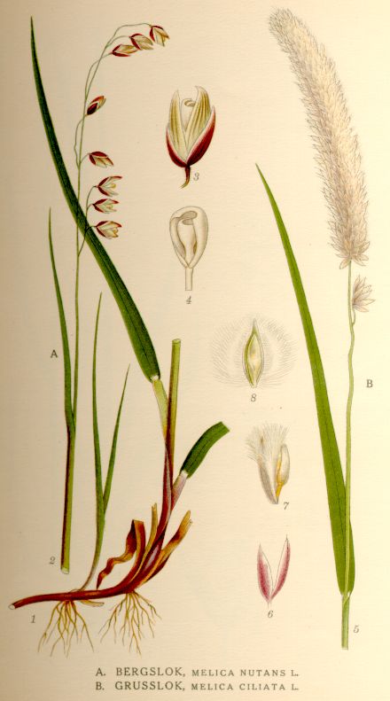 Melica nutans