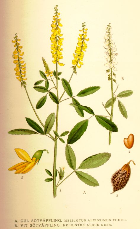 Melilotus albus