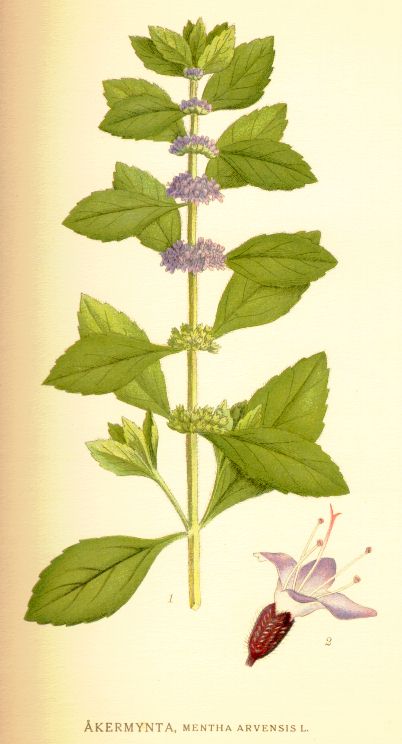 Mentha arvensis