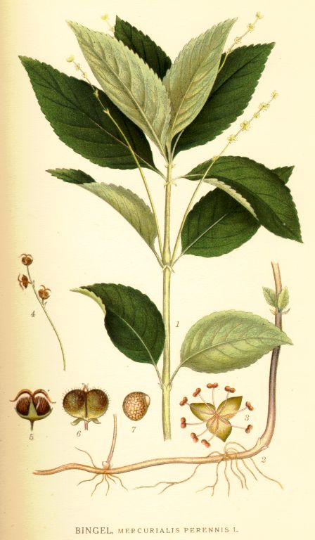 Mercurialis_perennis