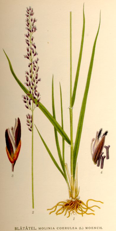 Molinia coerulea