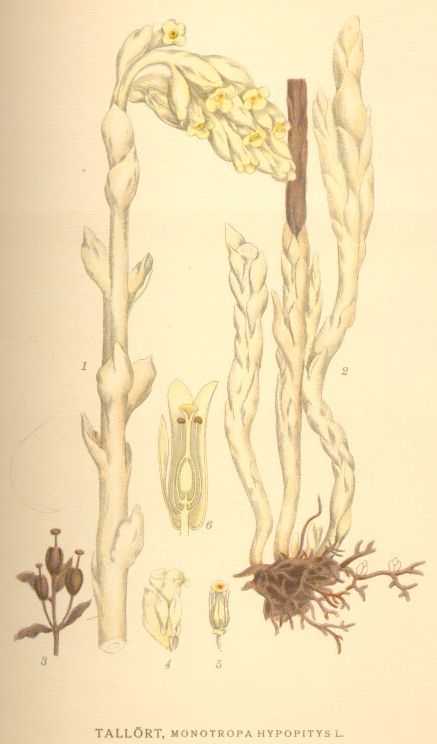 Monotropa hypopitys