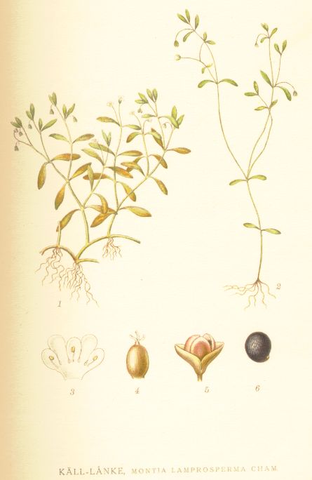 Montia lamprosperma