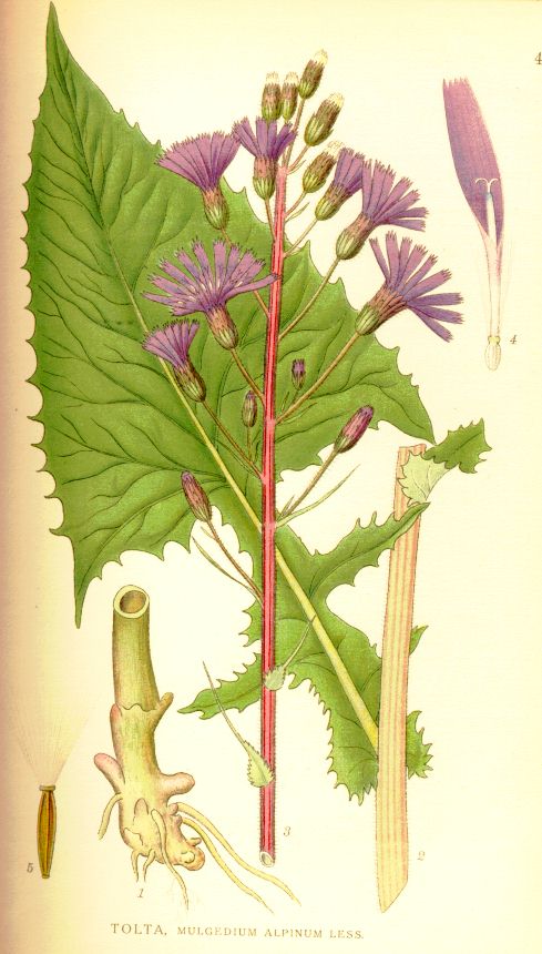 Mulgedium alpinum