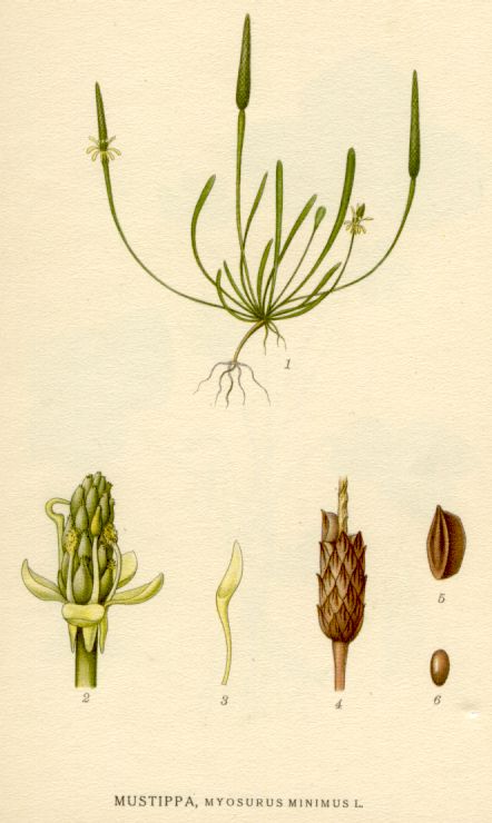 Myosurus minimus