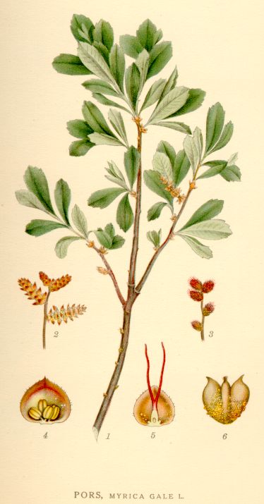 Myrica gale