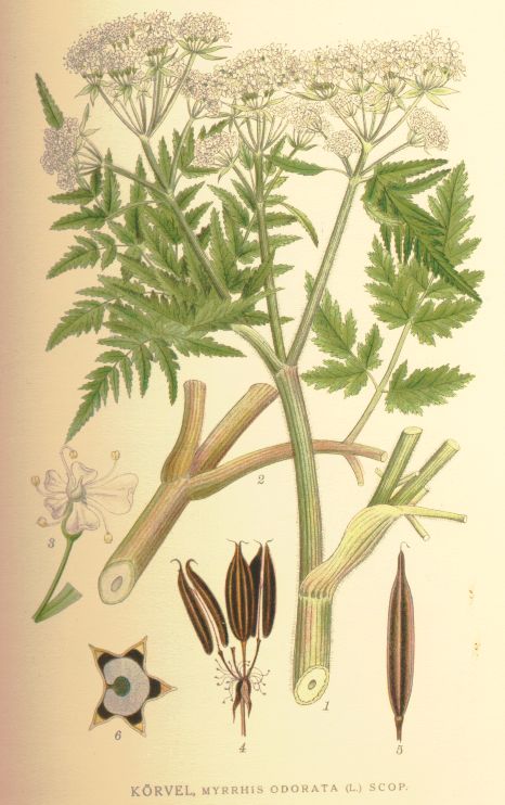 Myrrhis odorata
