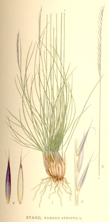 Nardus stricta